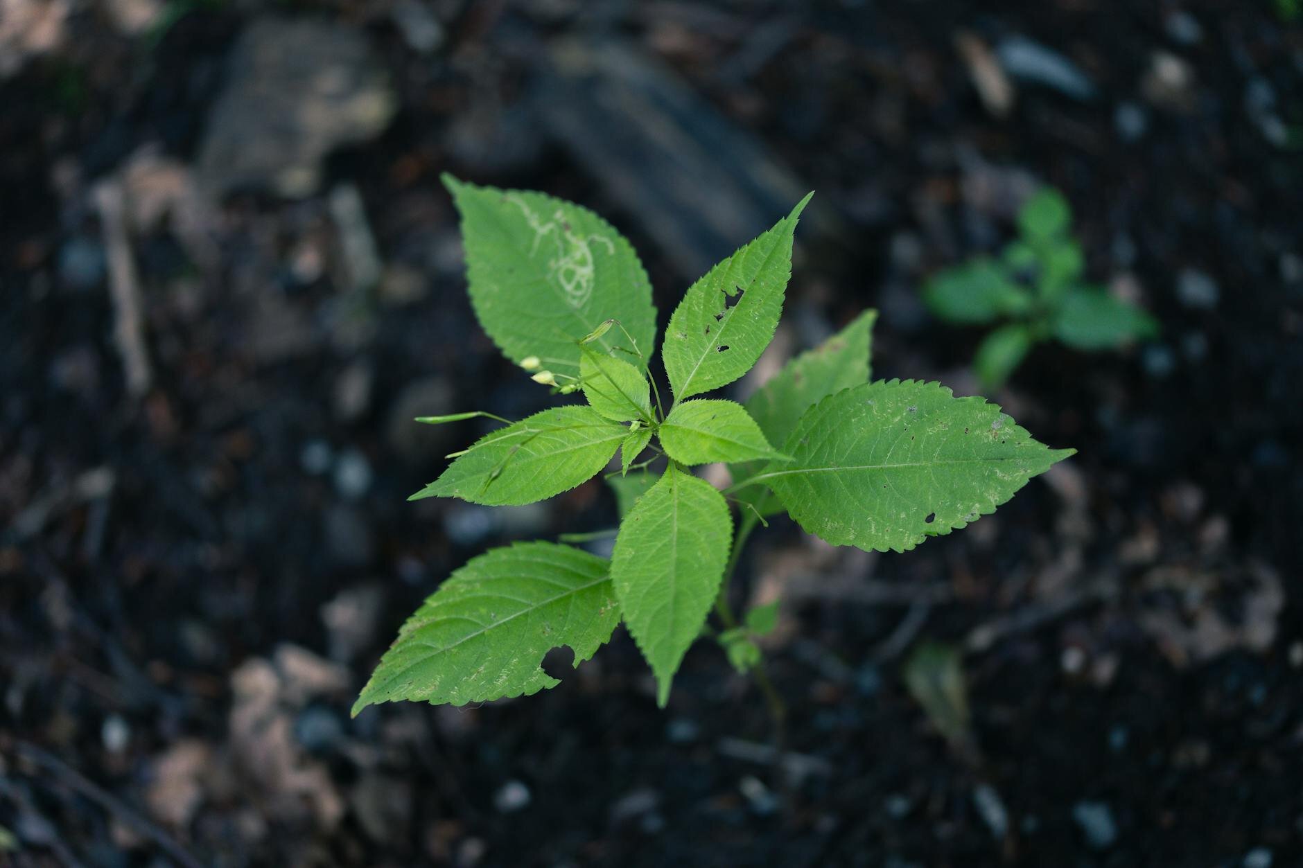 Athéna - Mozek • kognitivní funkce