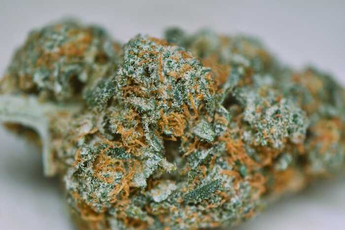 CBD konopí Praha Brno Hradec legal cannabis