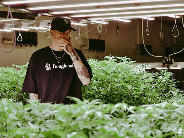 cask konopí pěstírna konopí v Česku bonghemia