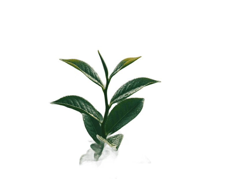 Zelený čaj [Výťažok z listov Camellia Sinensis]