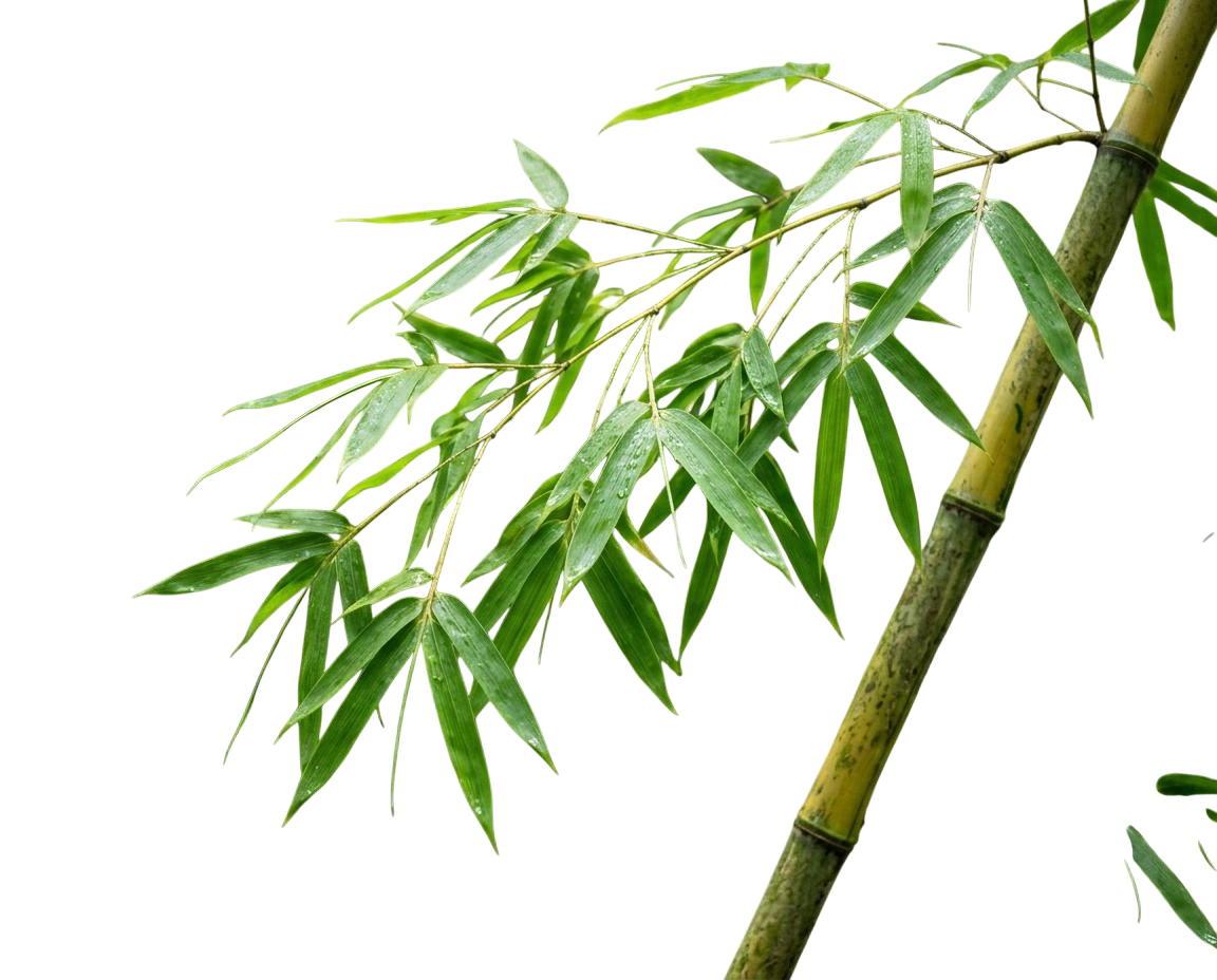 Bambusové lístky extrakt (Bambusa Vulgaris)