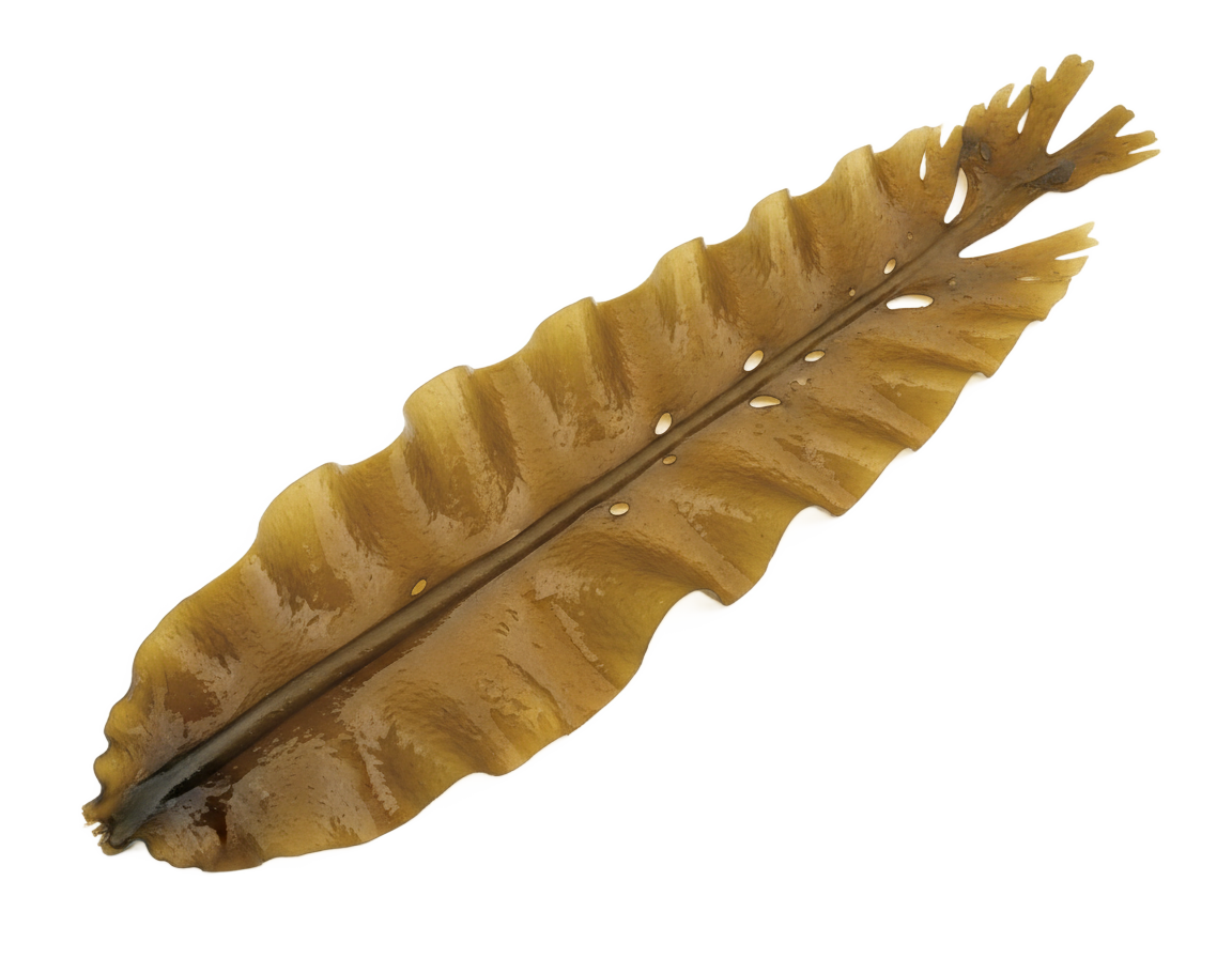 Hnedé riasy (Alaria Esculenta)