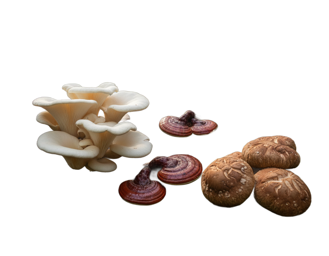 Betaglukán