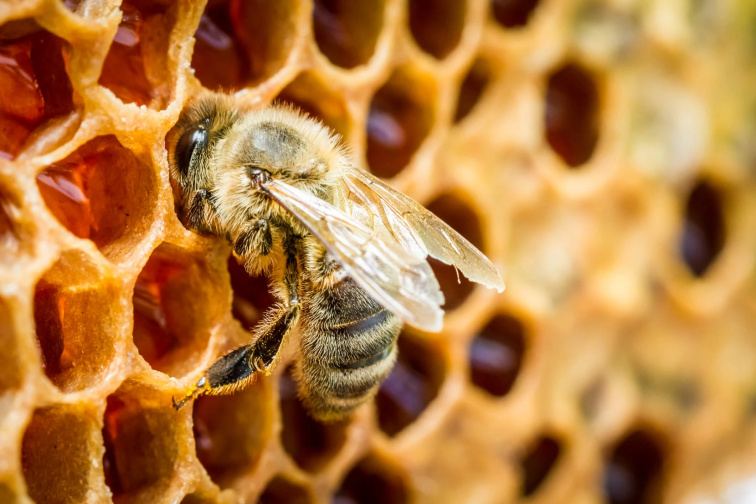 Včelí propolis: Účinky, použitie a jeho využitie v kozmetike