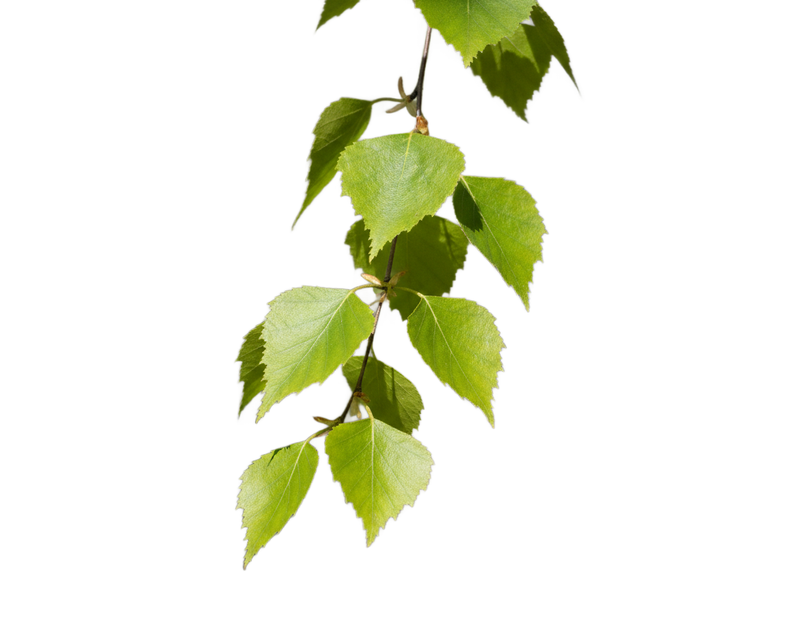 Brezové lístky extrakt (Betula Alba)