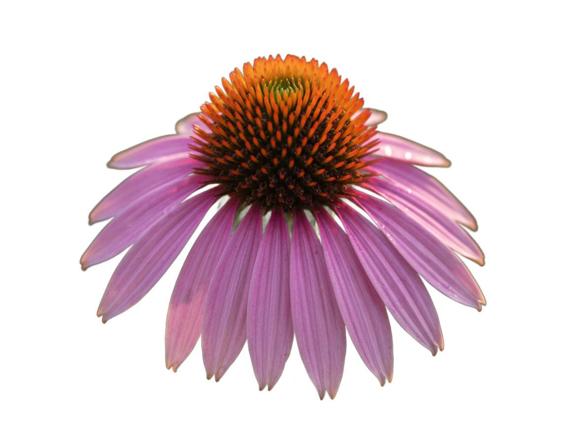 Echinacea