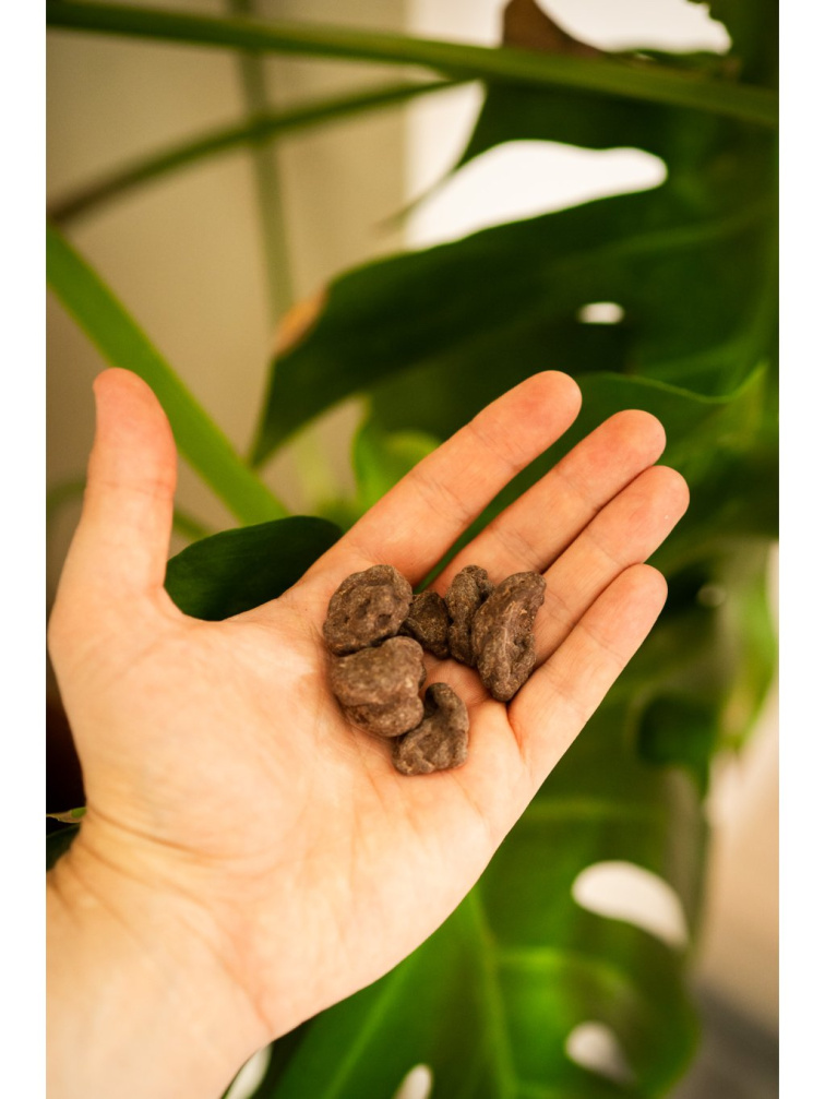 Raw Cacao Queen Beans