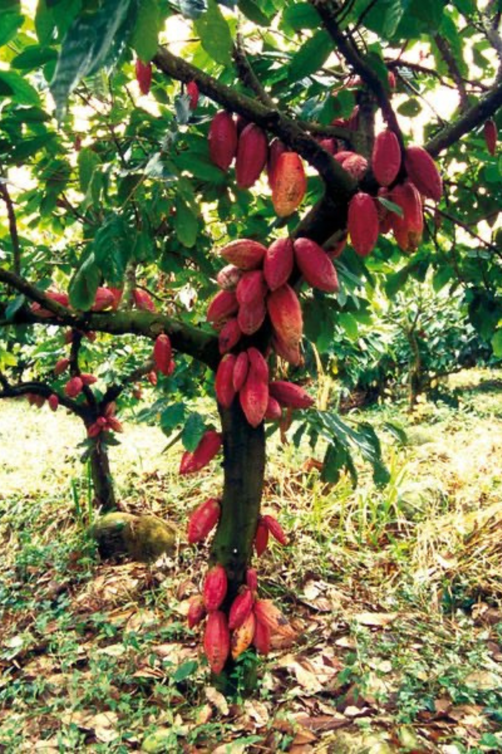 Od farmára k Vám: Ako etický výber kakaa mení životy a planétu.