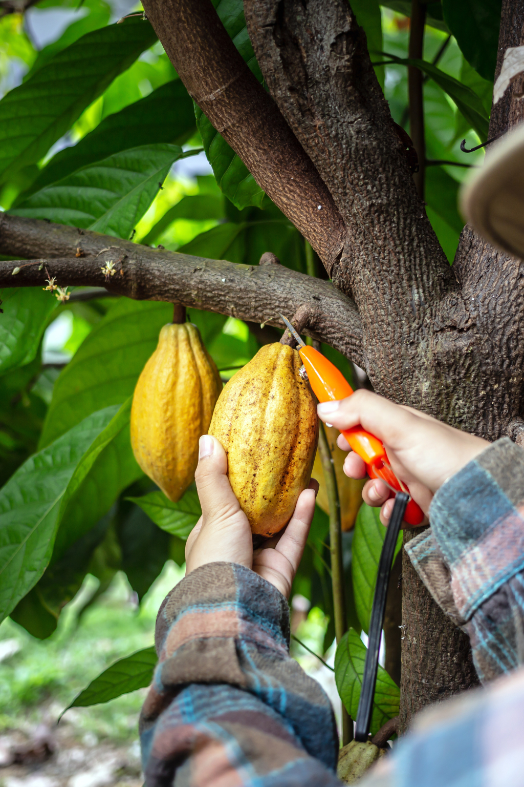 Od farmára k Vám: Ako etický výber kakaa mení životy a planétu.