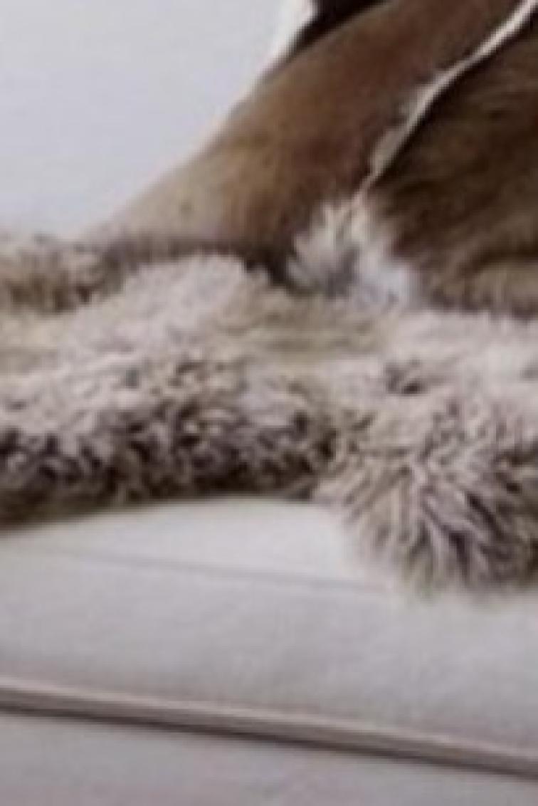 Frizzy australská kožešina, béžová