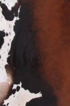 Hovězí kůže Bonta, brazilská kráva