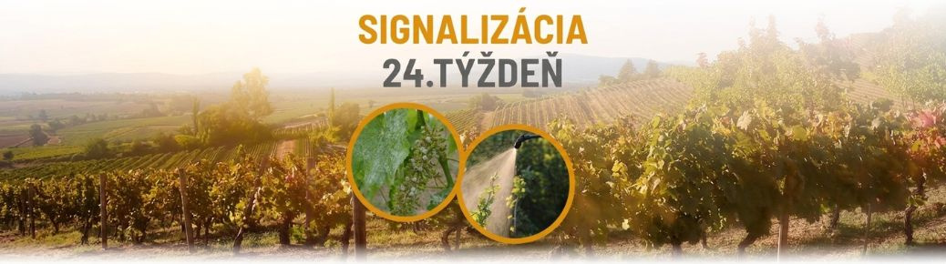 Signalizácia: 24. týždeň