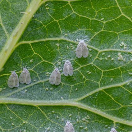 Molice – biele mušky, ktoré ničia izbové rastliny – ako sa ich zbaviť