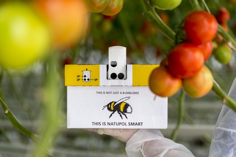 🐝 Prečo opeľovať čmeliakmi? Najúčinnejší spôsob, ako zvýšiť úrodu moderným a prirodzeným spôsobom