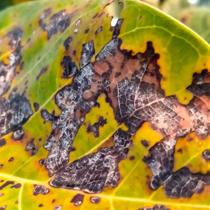 Ošetrovanie rezných rán vo vinohrade: kľúč k ochrane pred drevokaznými chorobami