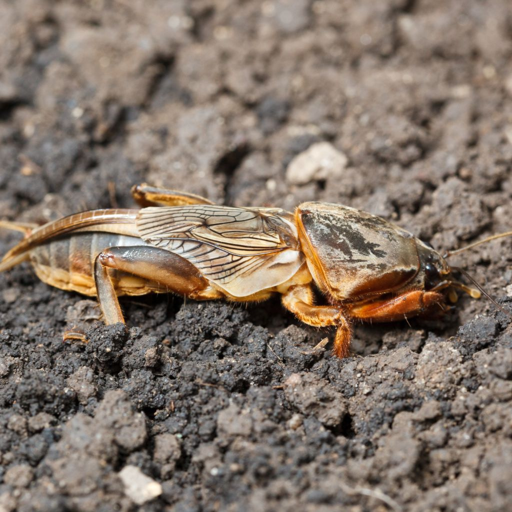 Medvedík (šťúr) v záhrade: ako sa ho zbaviť bez chémie – a pritom múdro
