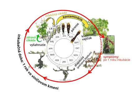 Vianoce s bioTomal – keď nákup prináša viac než radosť