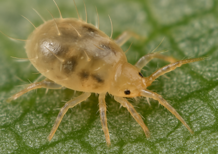 Typhlodromus pyri - malý ale dravý!