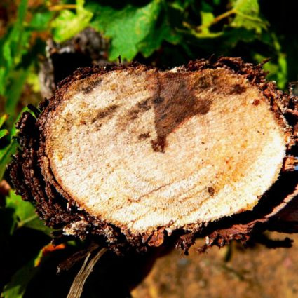 Ošetrovanie rezných rán vo vinohrade: kľúč k ochrane pred drevokaznými chorobami