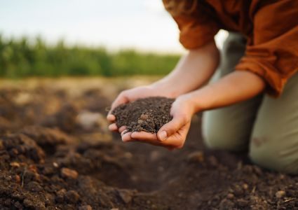 Ako sa starať o jahody od skorej jari, aby boli zdravé, sladké a plné živín