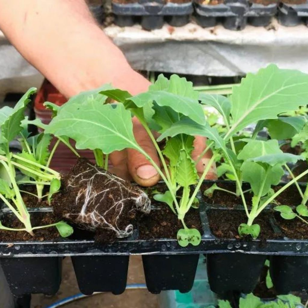 Zeleninové priesady v chladnej jari: Ako ich chrániť pred stresom?