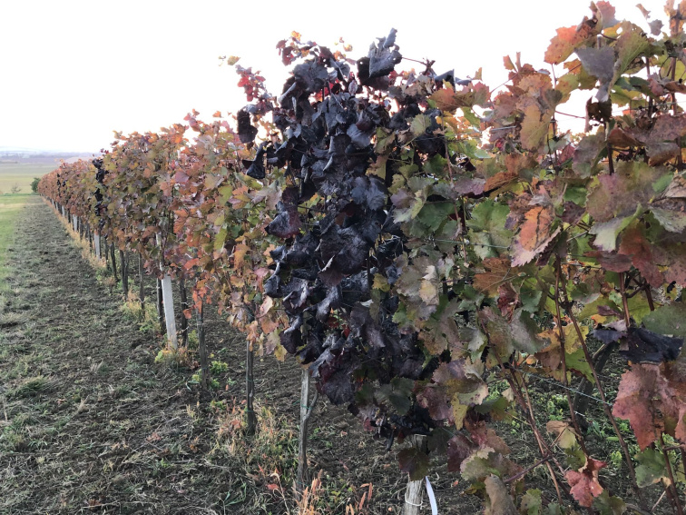 Vianoce s bioTomal – keď nákup prináša viac než radosť