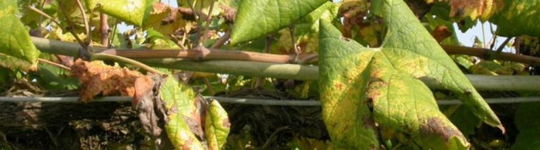 Zlaté žltnutie viniča (Flavescence dorée) – závažná hrozba pre európske vinohradníctvo