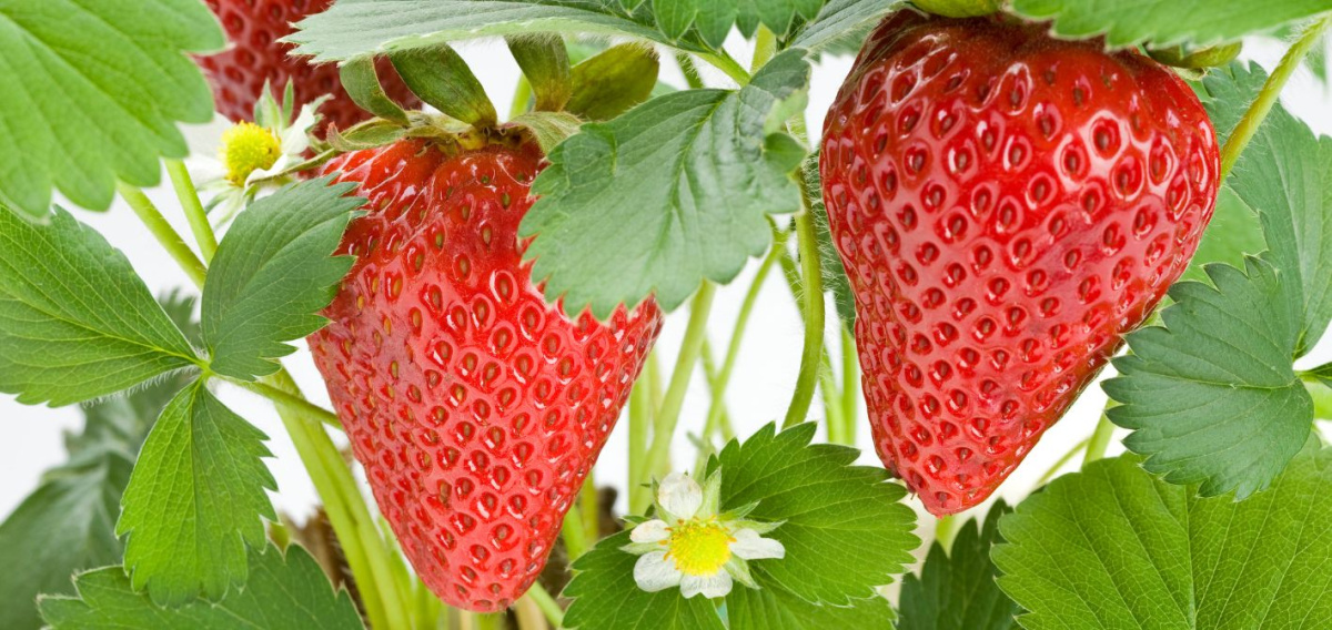 🐝 Prečo opeľovať čmeliakmi? Najúčinnejší spôsob, ako zvýšiť úrodu moderným a prirodzeným spôsobom