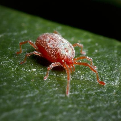 Roztoče – drobní škodcovia, ktorí oslabujú izbové rastliny