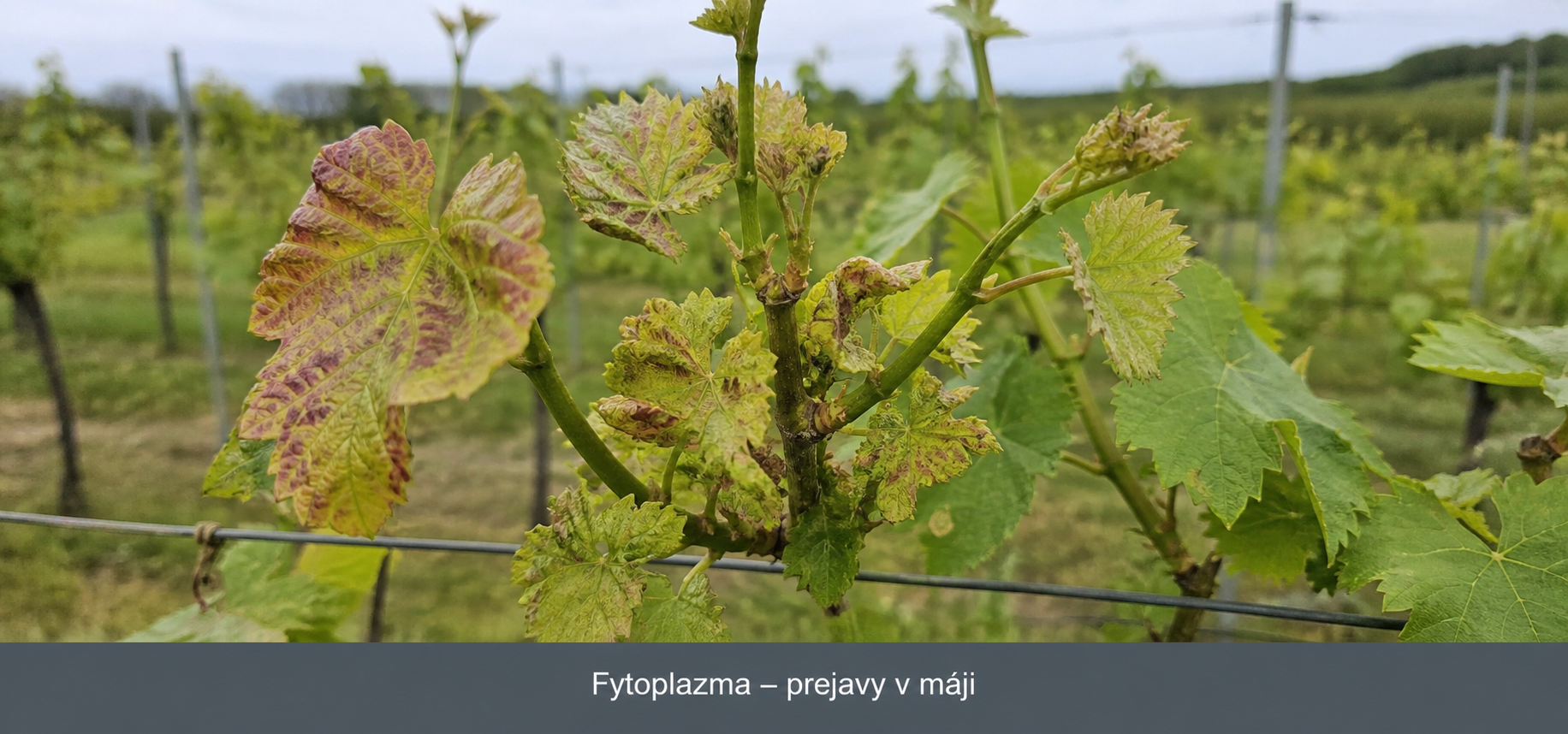 Kalendár rastu viniča podľa BBCH: jednoduchý sprievodca počas sezóny