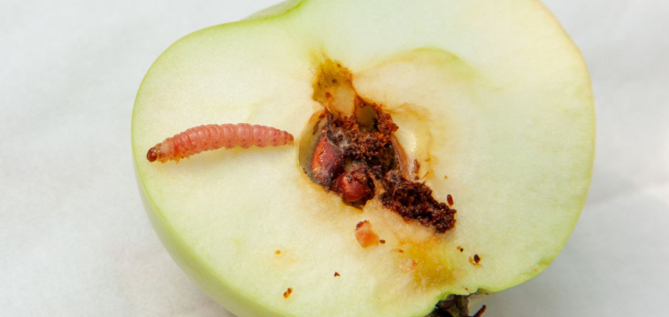 Ochrana budúcoročnej úrody už na jeseň