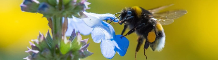 🐝 Prečo opeľovať čmeliakmi? Najúčinnejší spôsob, ako zvýšiť úrodu moderným a prirodzeným spôsobom