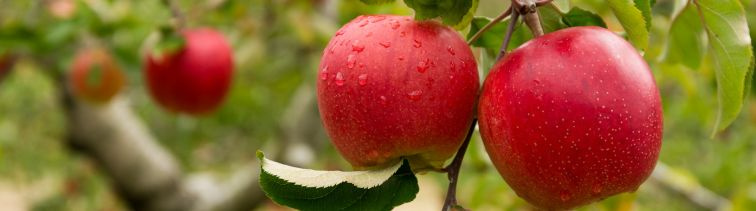 Augustová záhrada plná života, vôní a farieb