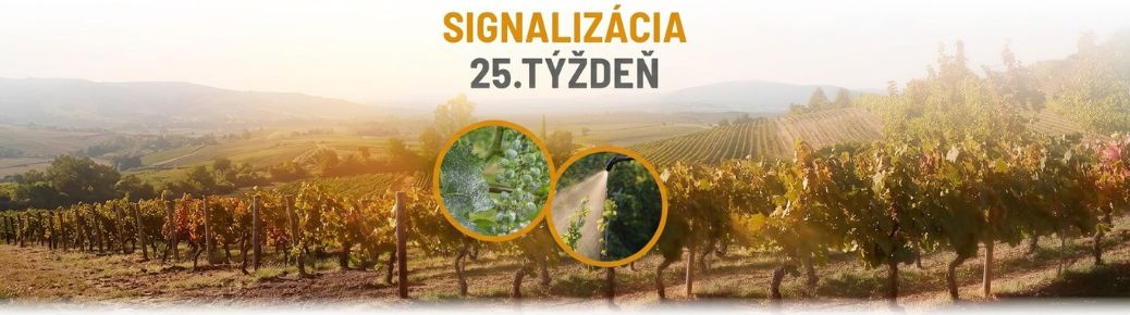 Signalizácia: 25. týždeň
