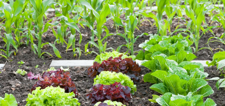 🛡️ Základ biologickej ochrany: signalizácia škodcov v skleníkoch