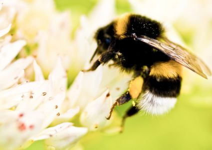 🐝 Prečo opeľovať čmeliakmi? Najúčinnejší spôsob, ako zvýšiť úrodu moderným a prirodzeným spôsobom