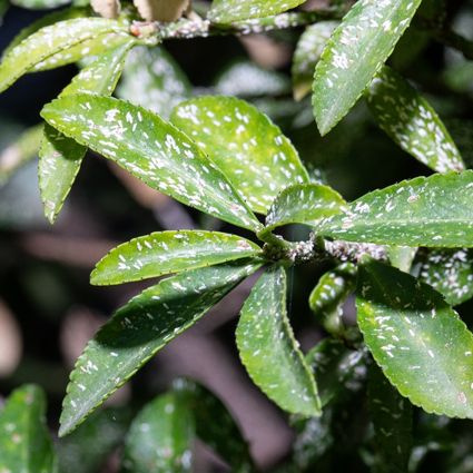 Molice – biele mušky, ktoré ničia izbové rastliny – ako sa ich zbaviť