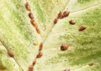 Puklice – prečo sú nebezpečné a ako sa ich zbaviť biologicky