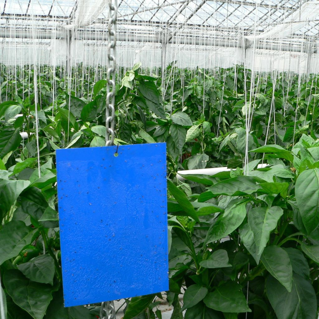 🛡️ Základ biologickej ochrany: signalizácia škodcov v skleníkoch