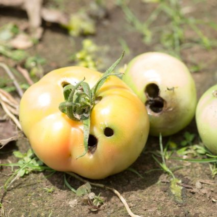 Zdravá úroda bez húseníc – biologická ochrana proti more bavlníkovej