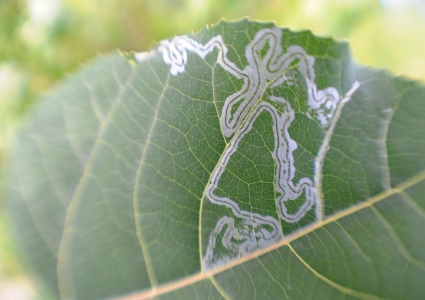 Ako sa zbaviť míneriek – larvy, ktoré ničia listy zvnútra