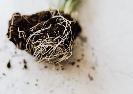 Mykorhízne huby – tajná podzemná sieť, ktorá rozhoduje o sile Vašej záhrady