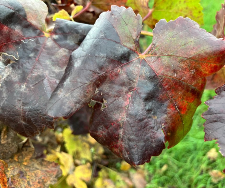 Jesenný umývací postrek proti cikáde – prečo je dôležitý? 