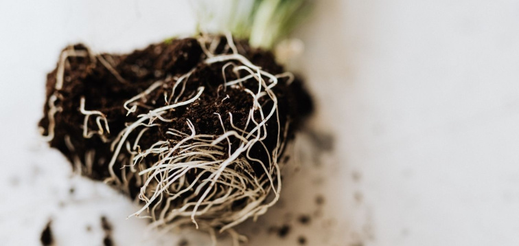 Prečo rovnaká mrkva neprináša rovnaký úžitok? Tajomstvo zdravej úrody sa skrýva v pôde