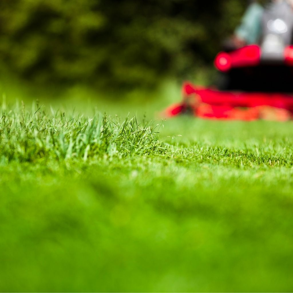 🌱 Jarný reštart trávnika s amazoN