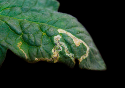Ako sa zbaviť míneriek – larvy, ktoré ničia listy zvnútra