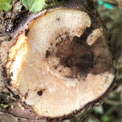 Ošetrovanie rezných rán vo vinohrade: kľúč k ochrane pred drevokaznými chorobami