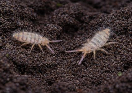 Chvostoskoky – skákajúci hmyz v pôde izbových rastlín: škodca alebo pomocník?