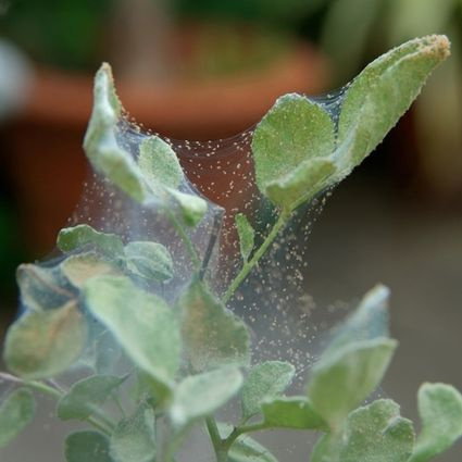 Roztoče – drobní škodcovia, ktorí oslabujú izbové rastliny