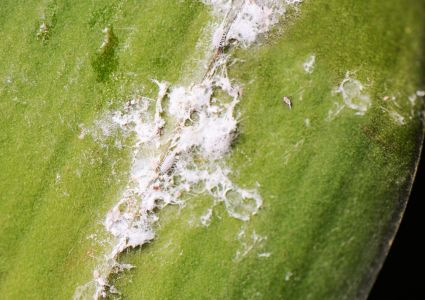 Červce – škodcovia, ktorí oslabujú izbové rastliny a zanechávajú lepkavé stopy